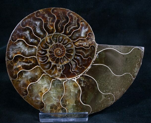 Split Ammonite Fossil (Half) - Beautiful #7978